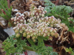 Dasispermum suffruticosum