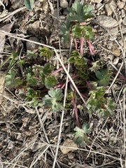 Geranium sessiliflorum