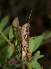 Catantops melanostictus