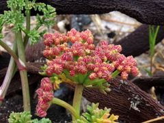 Dasispermum suffruticosum