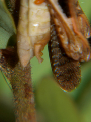 Catantops melanostictus