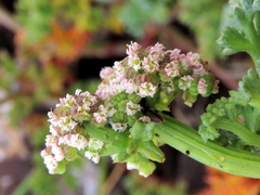 Dasispermum suffruticosum