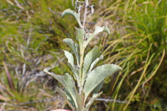 Senecio crenatus