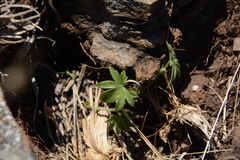 Trochomeria macrocarpa