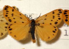 Setina
