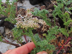 Dasispermum suffruticosum