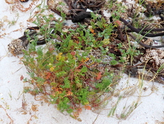 Dasispermum suffruticosum