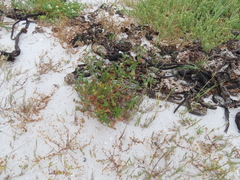 Dasispermum suffruticosum