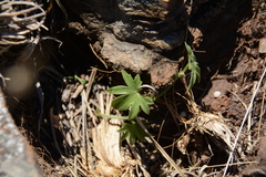 Trochomeria macrocarpa