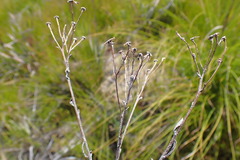 Senecio crenatus