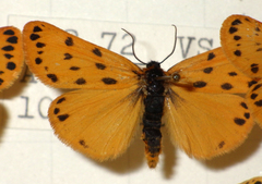 Setina