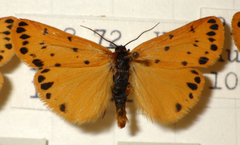 Setina