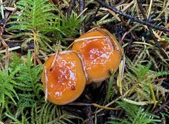 Lactarius luculentus