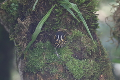 Grallaricula lineifrons