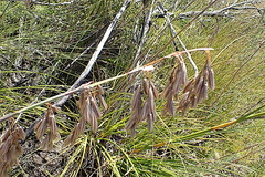 Thamnochortus cinereus