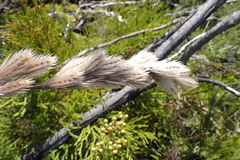 Thamnochortus cinereus