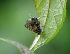 Catapaecilma major
