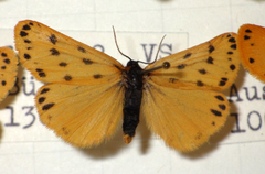 Setina