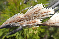 Thamnochortus cinereus