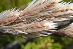 Thamnochortus cinereus