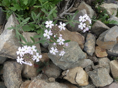Verbena atacamensis