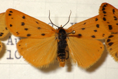 Setina