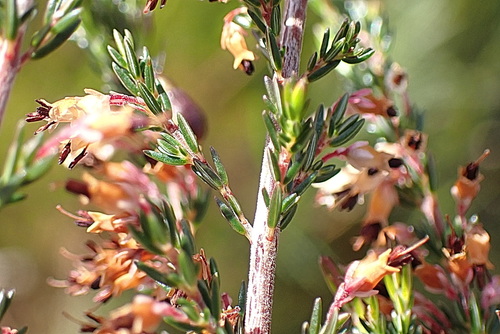 Image of Erica fuscescens by no rights reserved