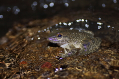 Limnonectes grunniens