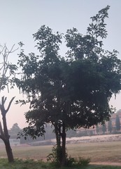 Moringa oleifera