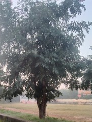 Moringa oleifera