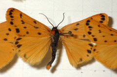 Setina