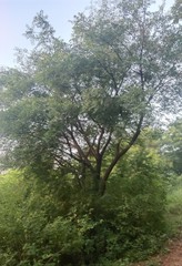 Azadirachta indica
