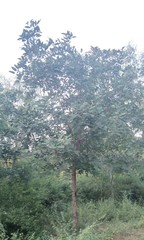 Tectona grandis