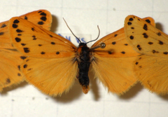 Setina