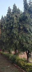 Monoon longifolium
