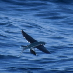 Cheilopogon cyanopterus