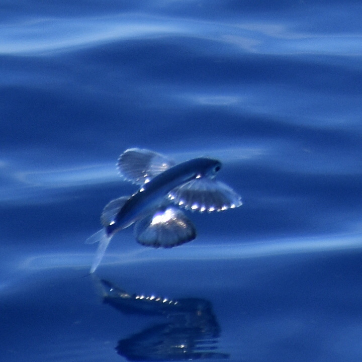 Bigwing flyingfish (Prognichthys glaphyrae) — Exocoetidae