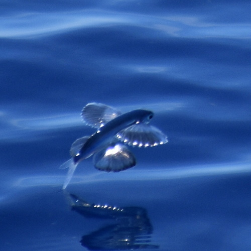 Bigwing flyingfish (Prognichthys glaphyrae) — Exocoetidae
