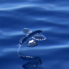 Gyre Flyingfish photo 1