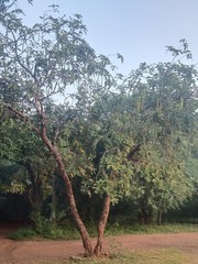 Fabaceae