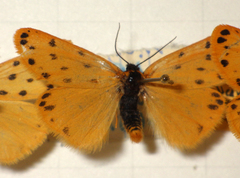 Setina