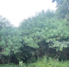 Cascabela thevetia