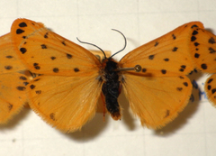 Setina