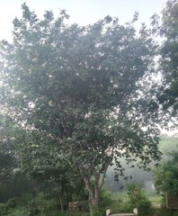 Ficus religiosa