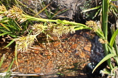 Cyperus thunbergii
