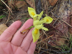 Moraea neglecta