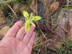 Moraea neglecta