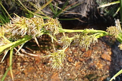Cyperus thunbergii