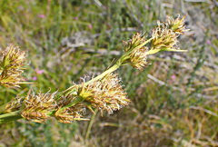 Cyperus thunbergii