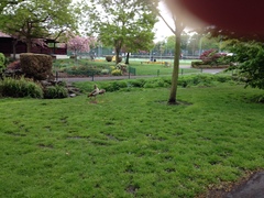 Alopochen aegyptiaca